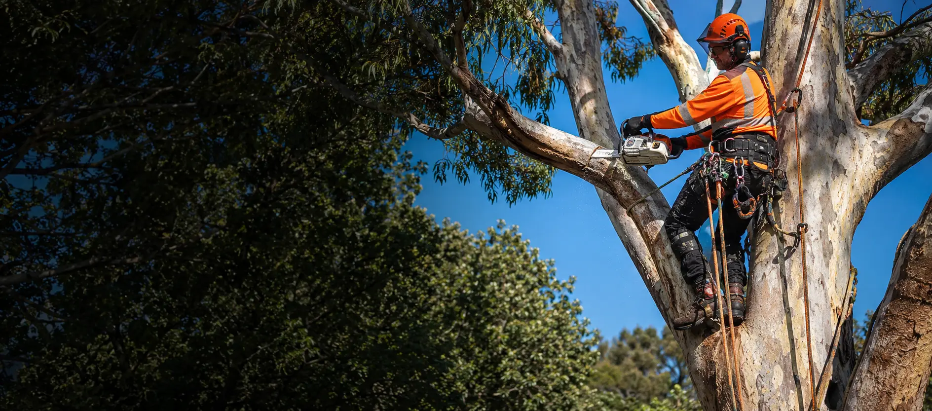 Arborist using specialist climbing equipment